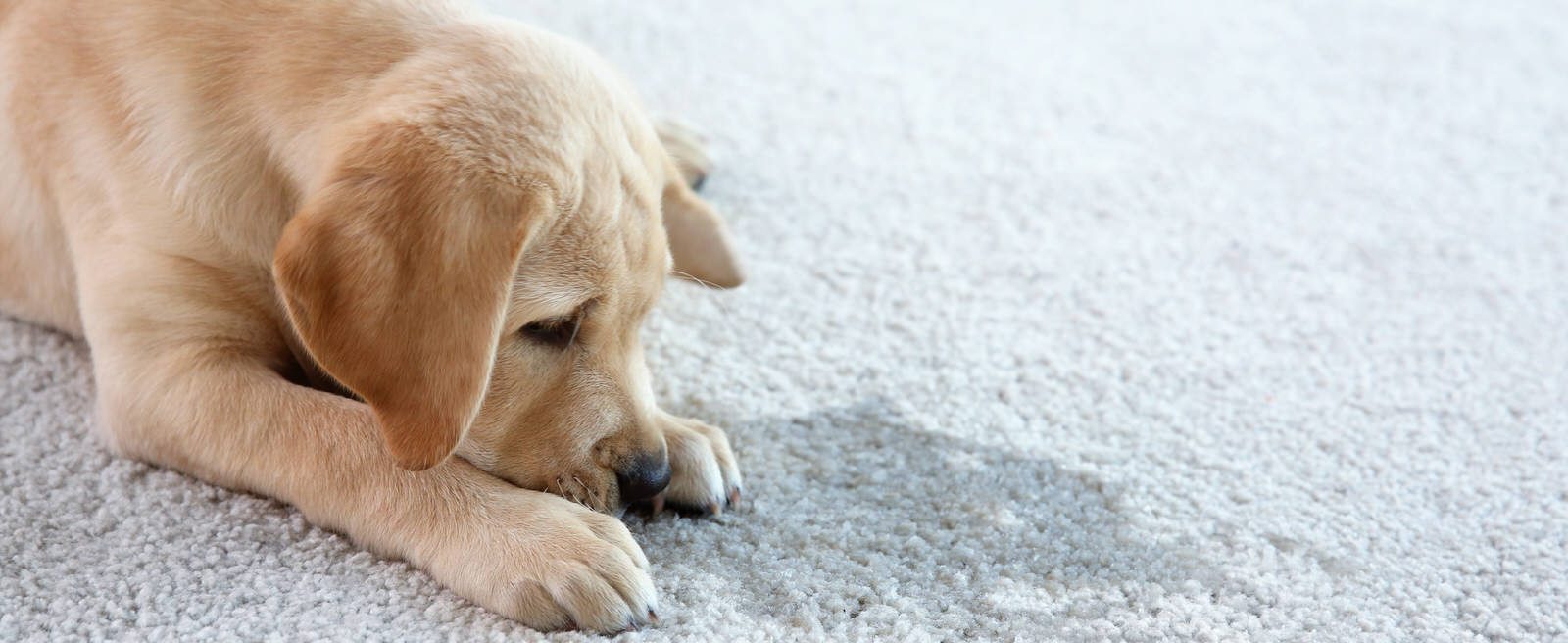 Pet Stain & Odor Removal Best in Bakersfield, CA